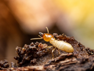 Présence de termites, responsabilité du vendeur ou du diagnostiqueur ?